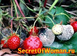 Болезни клубники